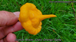 WHP 065 - Pepper Seeds - White Hot Peppers