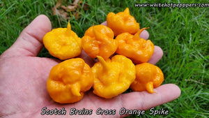 WHP 065 - Pepper Seeds - White Hot Peppers