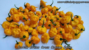 WHP 065 - Pepper Seeds - White Hot Peppers