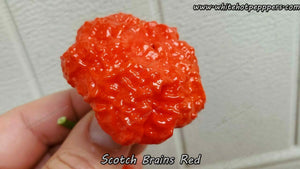 Scotch Brains Red - Pepper Seeds - White Hot Peppers