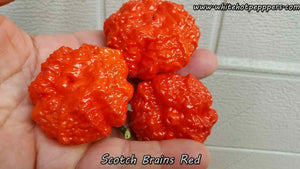 Scotch Brains Red - Pepper Seeds - White Hot Peppers