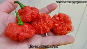 Scotch Brains Red - Pepper Seeds - White Hot Peppers
