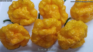 Scotch Brains - Pepper Seeds - White Hot Peppers