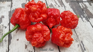 Skunk Red - Pepper Seeds - White Hot Peppers