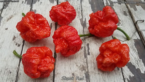 Skunk Red - Pepper Seeds - White Hot Peppers