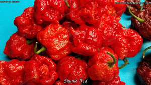 Skunk Red - Pepper Seeds - White Hot Peppers