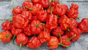 Skunk Red - Pepper Seeds - White Hot Peppers