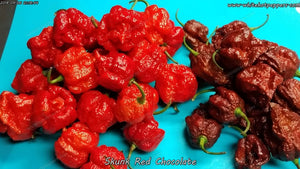 Skunk Chocolate - Pepper Seeds - White Hot Peppers