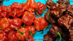 Skunk Red - Pepper Seeds - White Hot Peppers