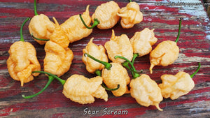 Star Scream - Pepper Seeds - White Hot Peppers