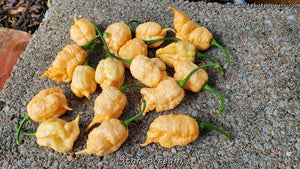 Star Scream - Pepper Seeds - White Hot Peppers