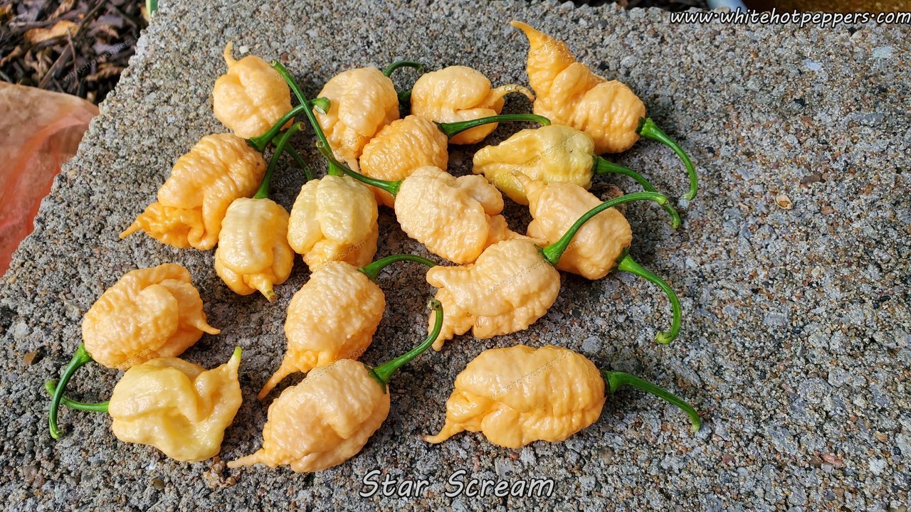 Star Scream - Pepper Seeds - White Hot Peppers
