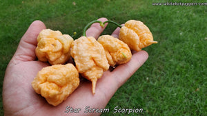 Star Scream - Pepper Seeds - White Hot Peppers