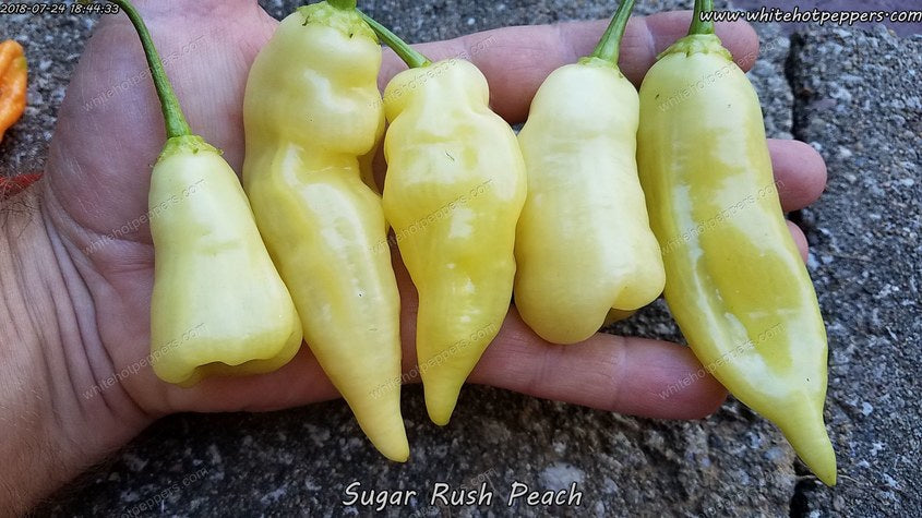 Sugar Rush Peach - Pepper Seeds - White Hot Peppers