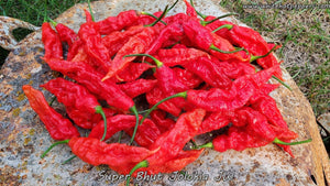 Super Bhut Jolokia JW - Pepper Seeds - White Hot Peppers