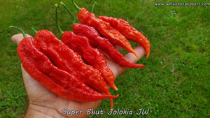 Super Bhut Jolokia JW - Pepper Seeds - White Hot Peppers