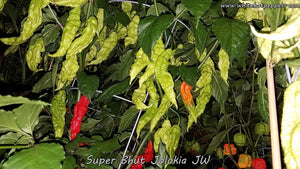 Super Bhut Jolokia JW - Pepper Seeds - White Hot Peppers