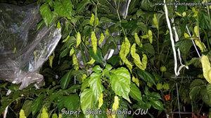 Super Bhut Jolokia JW - Pepper Seeds - White Hot Peppers