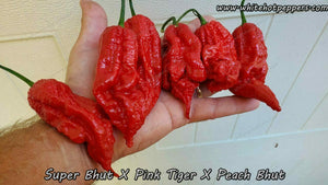 Super Bhut x Pink Tiger x Peach Bhut - Pepper Seeds - White Hot Peppers
