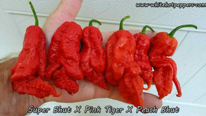 Super Bhut x Pink Tiger x Peach Bhut - Pepper Seeds - White Hot Peppers