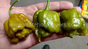Swamp Thing - Pepper Seeds - White Hot Peppers