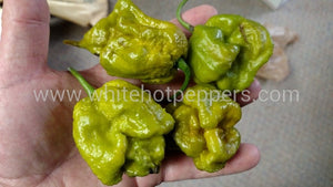 Swamp Thing - Pepper Seeds - White Hot Peppers