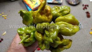 Swamp Thing - Pepper Seeds - White Hot Peppers