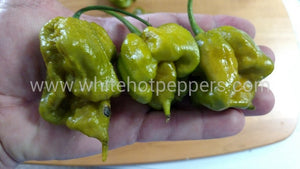 Swamp Thing - Pepper Seeds - White Hot Peppers