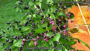 Sweet Purple (Purple) - Pepper Seeds - White Hot Peppers