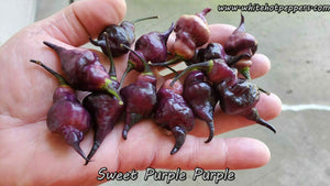 Sweet Purple (Purple) - Pepper Seeds - White Hot Peppers