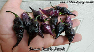 Sweet Purple (Purple) - Pepper Seeds - White Hot Peppers