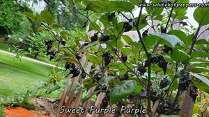 Sweet Purple (Purple) - Pepper Seeds - White Hot Peppers