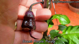 Sweet Purple (Purple) - Pepper Seeds - White Hot Peppers