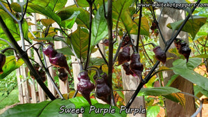 Sweet Purple (Purple) - Pepper Seeds - White Hot Peppers