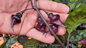 Sweet Purple (Purple) - Pepper Seeds - White Hot Peppers