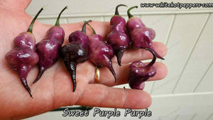 Sweet Purple (Purple) - Pepper Seeds - White Hot Peppers