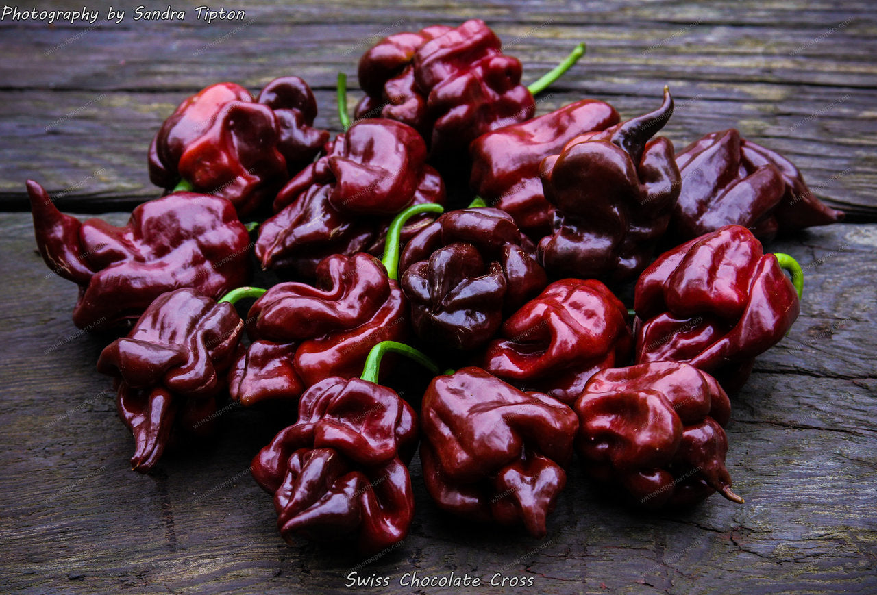 Swiss Chocolate Cross - Pepper Seeds - White Hot Peppers