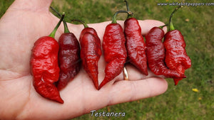 Testanera - Pepper Seeds - White Hot Peppers
