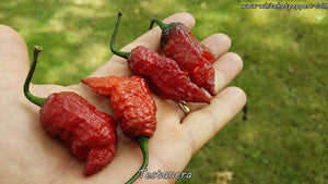 Testanera - Pepper Seeds - White Hot Peppers