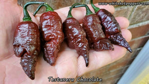 Testanera Chocolate - Pepper Seeds - White Hot Peppers