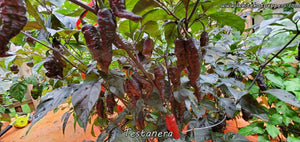 Testanera - Pepper Seeds - White Hot Peppers