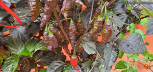 Testanera - Pepper Seeds - White Hot Peppers