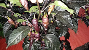 Testanera - Pepper Seeds - White Hot Peppers