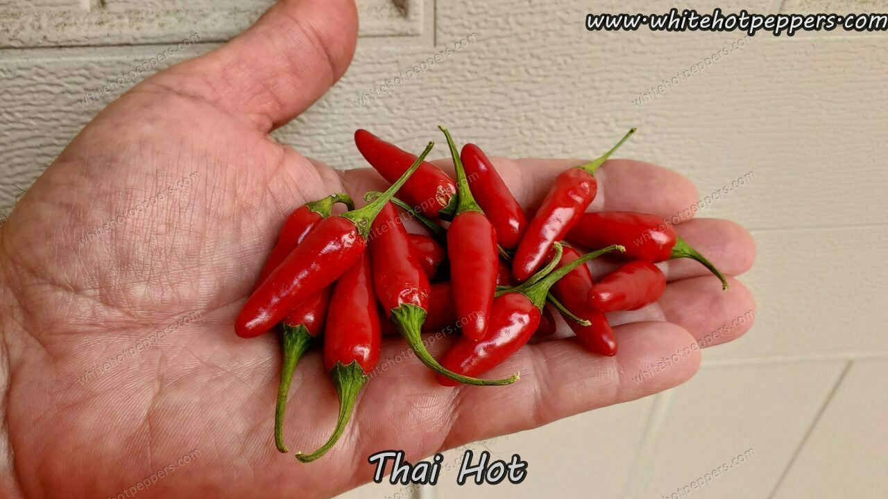 Thai Hot - Pepper Seeds - White Hot Peppers