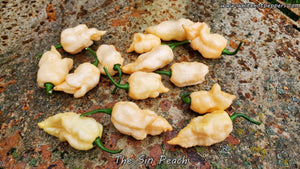 The Sin Peach - Pepper Seeds - White Hot Peppers