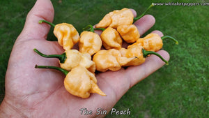 The Sin Peach - Pepper Seeds - White Hot Peppers