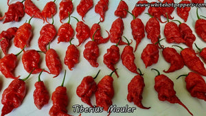 Tiberius Mauler - Pepper Seeds - White Hot Peppers