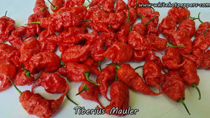 Tiberius Mauler - Pepper Seeds - White Hot Peppers