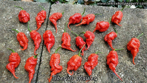 Tiberius Mauler - Pepper Seeds - White Hot Peppers