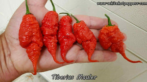 Tiberius Mauler - Pepper Seeds - White Hot Peppers